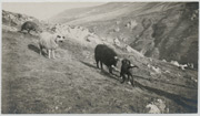 Ovce na obroncima planine
