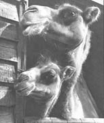 Dve kamile